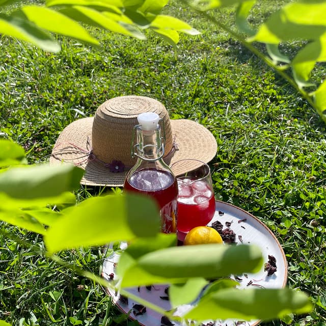 kombucha srbija